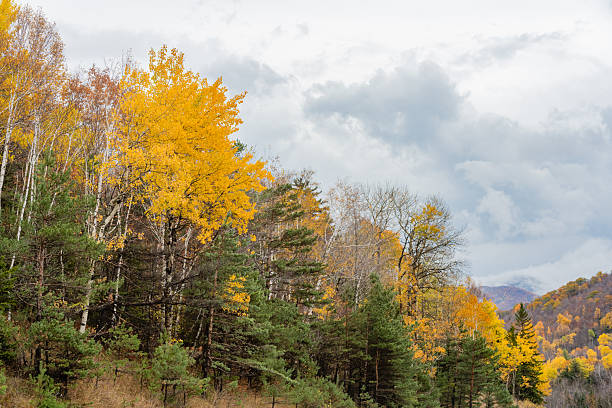 This is a photograph of the tree covered Adirondack Mountains with a mix of Evergreen trees and deciduous trees that have changed color for the season. Fog rises up from the forest on an overcast October day in Keene Valley, New York.