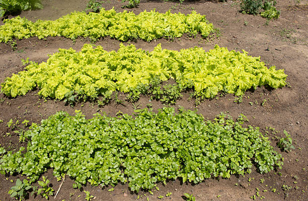 top view of a several  plantation