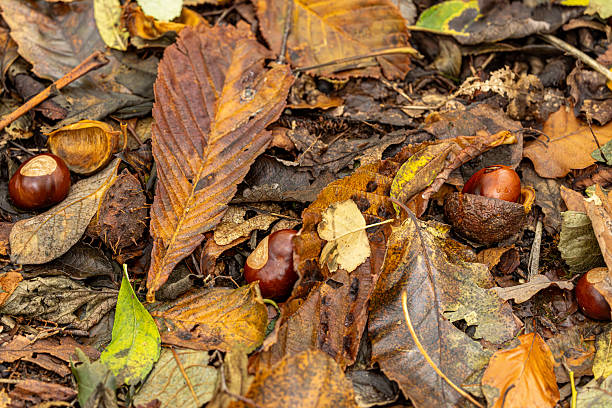 istock Looking down at autumn leaves and conkers on a woodland floor 2243099608