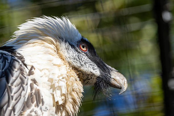 istock Bearded Vulture (Gypaetus barbatus) high?altitude alpine and mountain cliff landscapes 2243100774