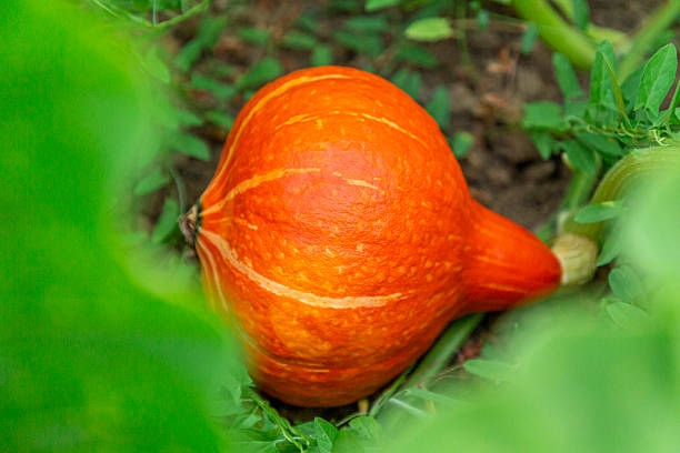 A vibrant orange pumpkin rests on the soil among green leaves and vine stems, showcasing the final stage of gourd development in a healthy, organic garden. Its smooth surface and subtle vertical streaks reflect natural ripening, while the surrounding vegetation highlights seasonal growth. This image represents sustainable agriculture, non-GMO cultivation, and the visual richness of plant-based living, ideal for content focused on gardening, wellness, and eco-conscious food production.