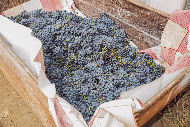 Harvesting in vineyard
