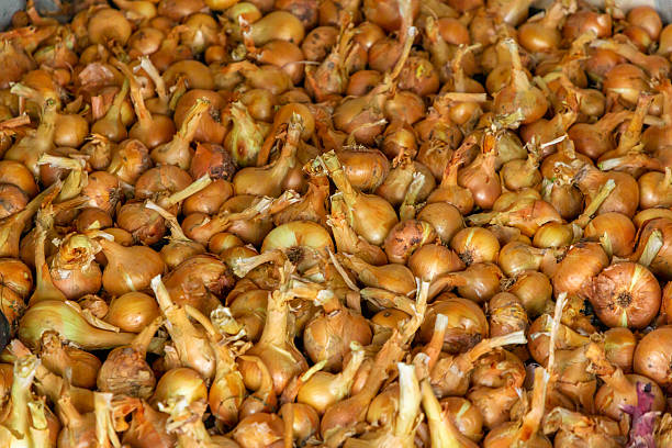 A large pile of small garden onions, commonly known as shallots, spread out after harvest. Each onion has a golden-brown skin with dry stems still attached, showing they were freshly picked and naturally dried. Their size and shape are mostly uniform, reflecting healthy growth in an organic, non-GMO garden. The earthy tones and rustic texture suggest traditional farming methods and seasonal food production. These onions are ideal for cooking, pickling, or long-term storage, and the image reflects themes of natural living, home gardening, and clean eating. Perfect for use in content related to sustainable agriculture, farm-to-table lifestyle, or fresh market produce.