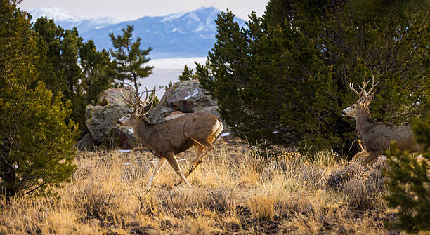 istock Two Bucks Running Through the Forest in the Late Afternoon Golden Light 2243107703
