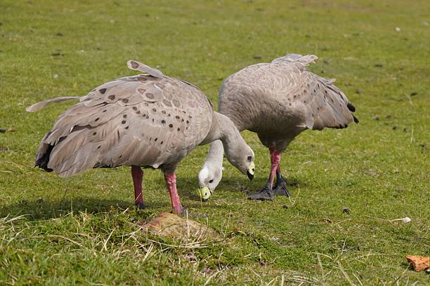 Cape Barren Geese are endemic to Southern Australia and can be found, among other places, on Maria Island