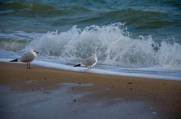 Seagulls sit on the coast of the eastern sea. High quality photo