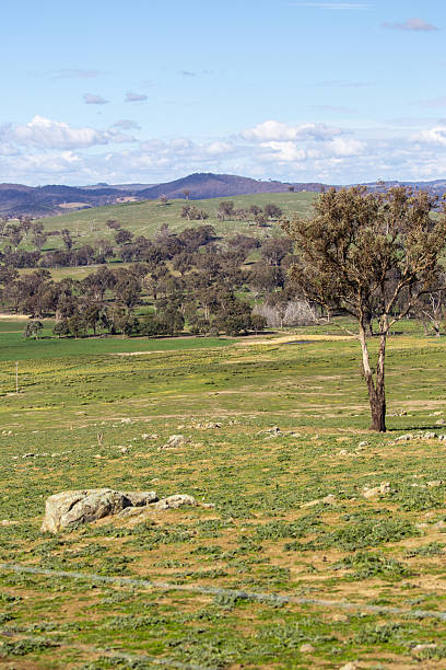 istock A sunlit rural landscape in Australia features rolling hills, scattered trees, and distant paddocks under a cloudy sky 2243111868