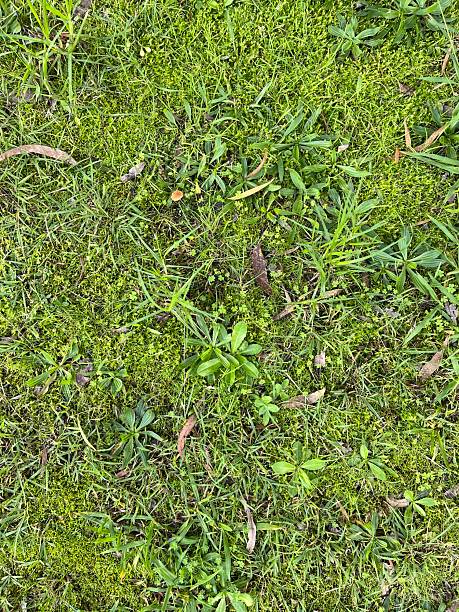 istock A top-down photo captures a dense patchwork of short pasture grass, showcasing a rich variety of green turf species growing together like a natural lawn 2243111921