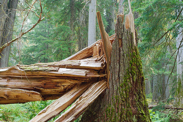 istock Fallen Mossy Tree Trunk in Dense Forest—Weathered Wood, Broken Logs, and Lush Green Moss in Montana 2243113948
