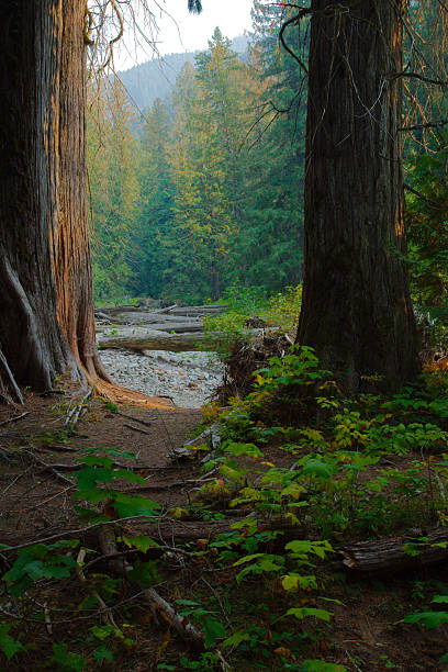 A serene forest scene with towering redwoods framing a rocky, leaf-strewn path. Sunlight filters through dense foliage, illuminating vibrant green undergrowth and fallen logs for a peaceful, exploratory mood.