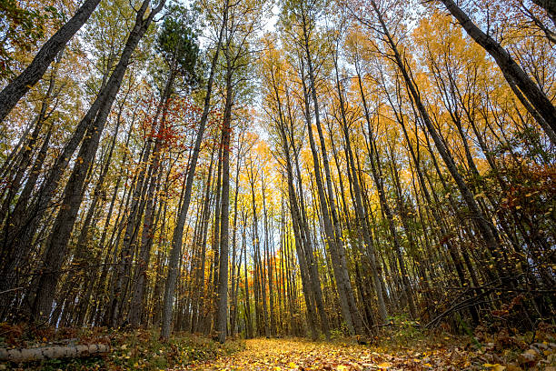 Autumn Apsen Tree Tops On Cross Country Ski Trail, Higgins Lake, Michigan