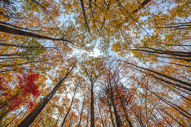 Tall aspen trees in autumn reach for the sky. Higgins Lake, Michigan