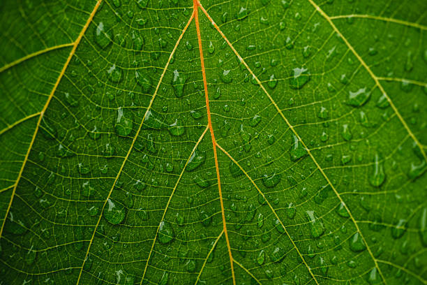 Rain image