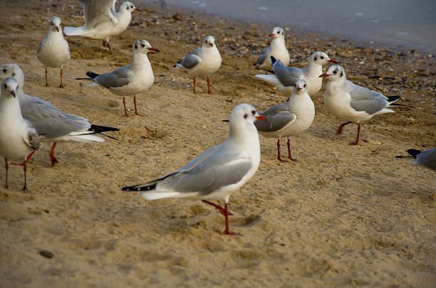 A close-up of a large group of gulls likely Black-headed gulls congregating on the damp, textured sand near the waters edge. The birds, displaying gray and white plumage, are walking along the deserted shoreline in this natural coastal environment.