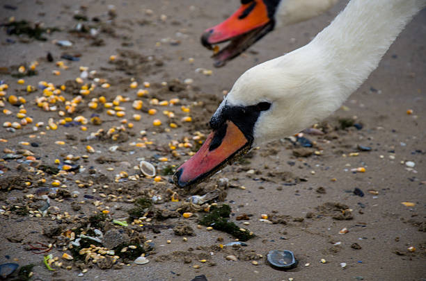 A close-up shot of a white swan with a distinctive orange and black beak feeding on spilled corn kernels scattered across a muddy, sandy shoreline. Another swan is visible in the blurry background. The image highlights the natural behavior of these wild waterfowl searching for food.