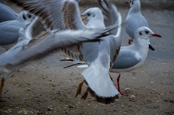 istock Flock of Gulls Taking Off Dynamic Motion Blur on the Beach Shore 2243119614