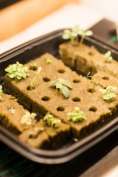 Seedling Germinating in Rockwool Cubes on a Warming Pad and Under a Grow Light, Ready to be Grown Hydroponically on a Tower Garden at Home in South Florida in the Fall of 2025, Combating Inflation by Growing Food at Home.