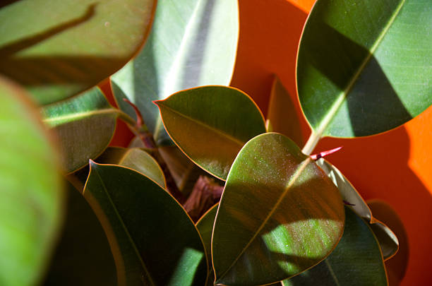 A macro shot of glossy, deep green Ficus Elastica Rubber Plant leaves. Strong, geometric sunlight casts sharp shadows against a vibrant orange background, creating a bold color block and modern tropical aesthetic.
