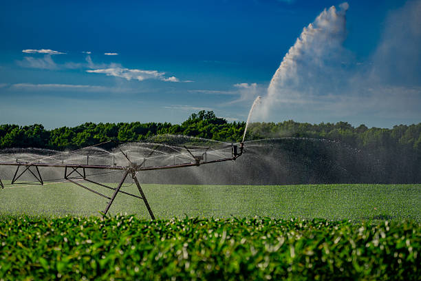 istock Irrigation system in function watering agricultural plants. Sprinklers irrigation watering summer farm field. Irrigation system, sprinklers on field with corn, dry season. Spraying irrigation system. 2243122183