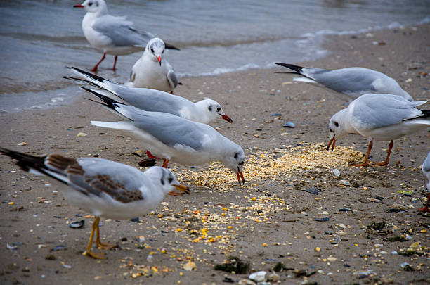 A close-up view of a group of gulls Larus species gathering to eat scattered corn or grain on a wet, sandy shoreline. The water laps the beach in the background under a cloudy, overcast sky. Focus on coastal wildlife behavior.
