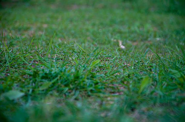 Detailed, low-angle view of lush green grass blades with a strong shallow depth of field bokeh effect. This natural, healthy texture creates a soft, vibrant backdrop, perfect for spring, summer, environmental themes, or text overlays.