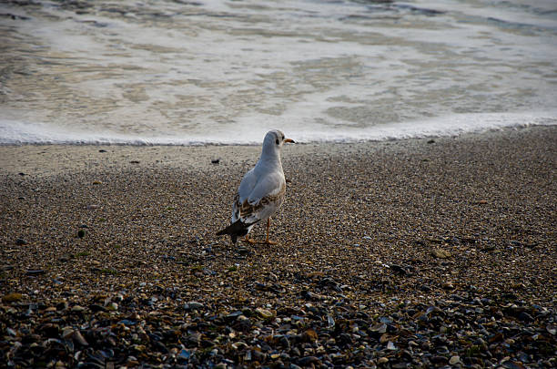 istock Coastal Seagull on Shell-Covered Beach Watching the Incoming Wave 2243125902