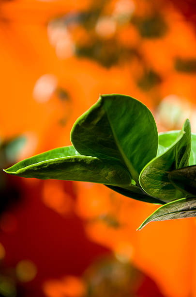 Extreme close-up of lush green foliage, featuring sharp detail on the curved leaves. The background is a dramatic, bright orange and red blur with noticeable bokeh highlights, creating a vivid contrast and abstract botanical feeling.