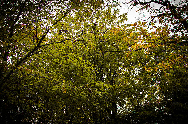 A dramatic, low-angle shot looking up through a dense forest canopy during early autumn. Leaves display a vibrant mix of dark green and emerging golden hues, framed by branches against a bright sky.