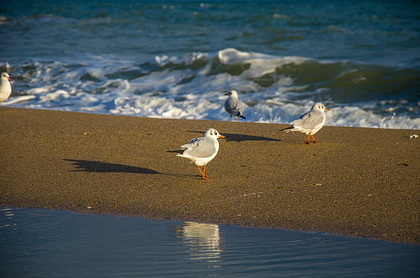 istock Gulls Standing on Golden Beach Sand with Ocean Waves and Reflected Sunlight 2243127022