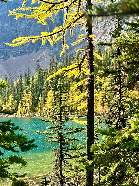 istock Green Lake, Spruce Trees and Mountains 2243130243