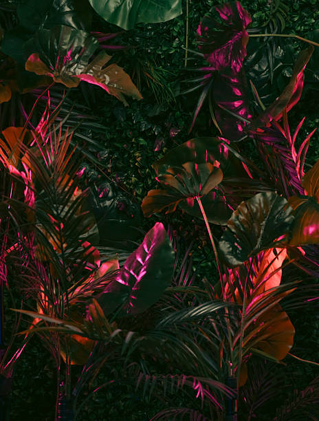 istock Tropical Plants Under Neon Pink and Magenta Light Creating Lush, Moody Scene 2243132314