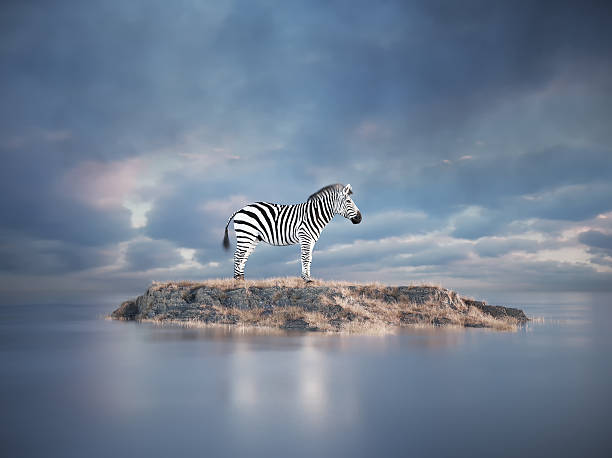 istock Zebra stands alone on a small island surrounded by calm waters under cloudy skies at twilight 2243132530