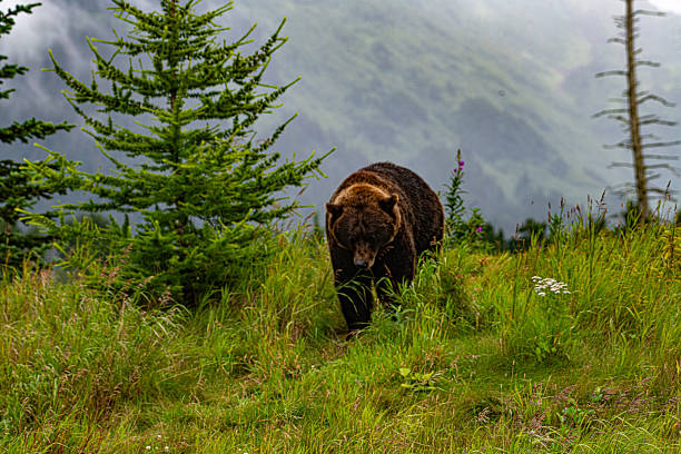 istock Alaskan Brown Black walking toward camera in lush forest and mountains. 2243132740