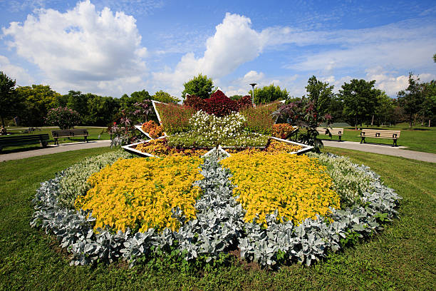 An overhead view of a precisely manicured public park flowerbed, designed in a circular, star-shaped geometric pattern with yellow and white blooms.
