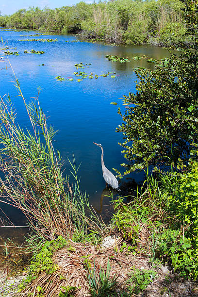 istock Great Blue Heron Hunting in a Wetland Marsh 2243137167