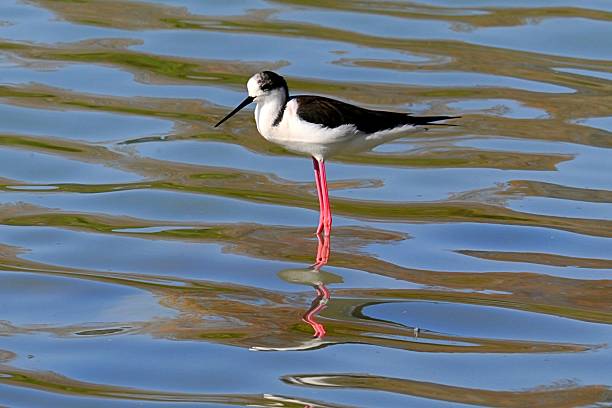 An elegant Black-necked Stilt stands in shallow water, reflecting on the calm surface of the water. The bird, with its distinctive black and white plumage and long pink legs, creates a natural, minimalist composition typical of wetlands and coastal ecosystems. An ideal image for wildlife, ornithology, and conservation themes.