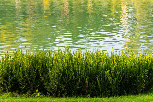 Scenic view of a park with a calm lake and green trees reflecting in the water at sunset. Peaceful urban nature scene with a decorative bridge railing in the foreground