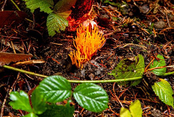 Yellow coral fungi on decaying log in lush forest, surrounded by moss, showcasing beauty and biodiversity of nature