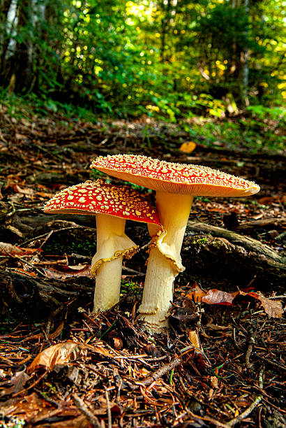 istock Two horizontal-topped fly agaric - Amanita muscaria 2243143249