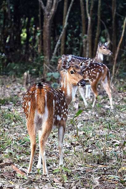 istock Young Spotted Deer in a Forest Clearing Looking Back Over Its Shoulder 2243144374