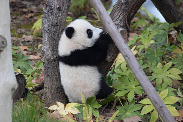 istock Little Baby Panda taking Sun Bath, Chengdu , China 2243149157
