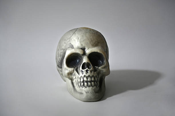 istock Human Skull, Anatomical Model Isolated on White 2243151157