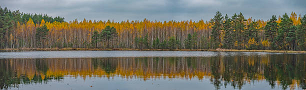 istock Forest lake golden in autumn. 2243151904