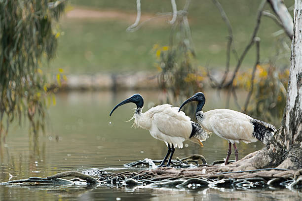Two Australian White Ibises (Threskiornis molucca) stand on exposed roots beside a wetland, their curved black bills and white plumage reflecting in the calm water. Photographed in South Australia.