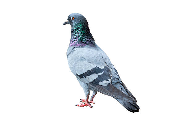 istock Pigeon on white background. Stock Photo 2243153266