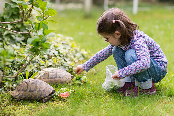 istock 4-year old girl feeding turtles 2243155870
