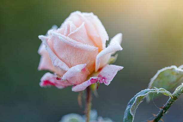 Pink Rose-Flower