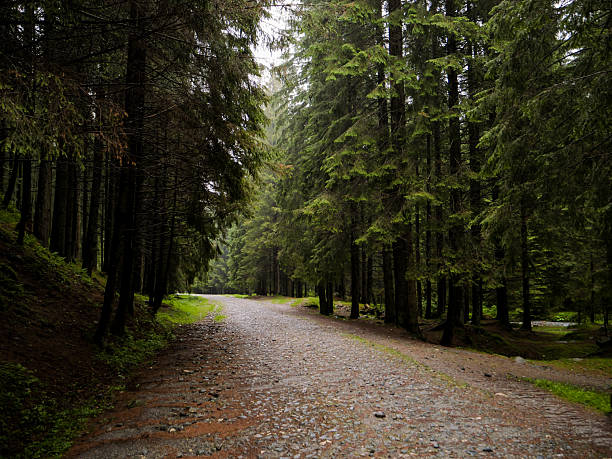 istock Forest road paved with river stones. 2243156622