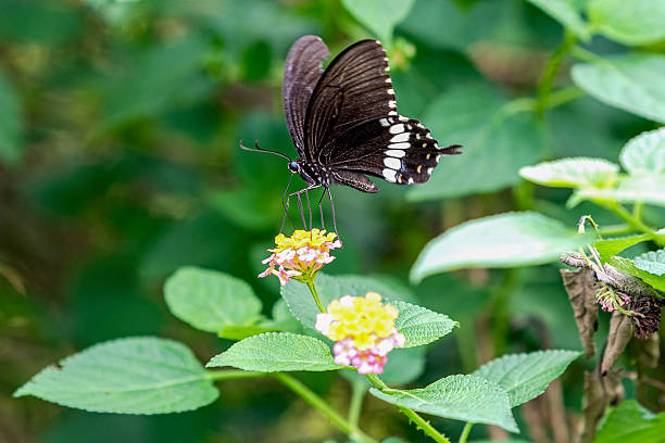 istock Delicate Black Butterfly on Vibrant Multi-Colored Flowers in Tranquil Garden 2243156670