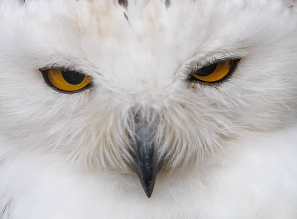 istock A white owl with yellow eyes 2243156843